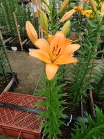 [5095 Lavendou VWS No01.JPG]